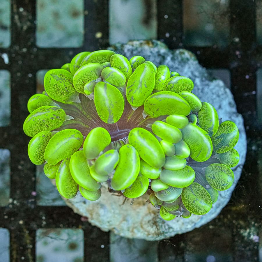 Unfreakingreal Bubble Coral