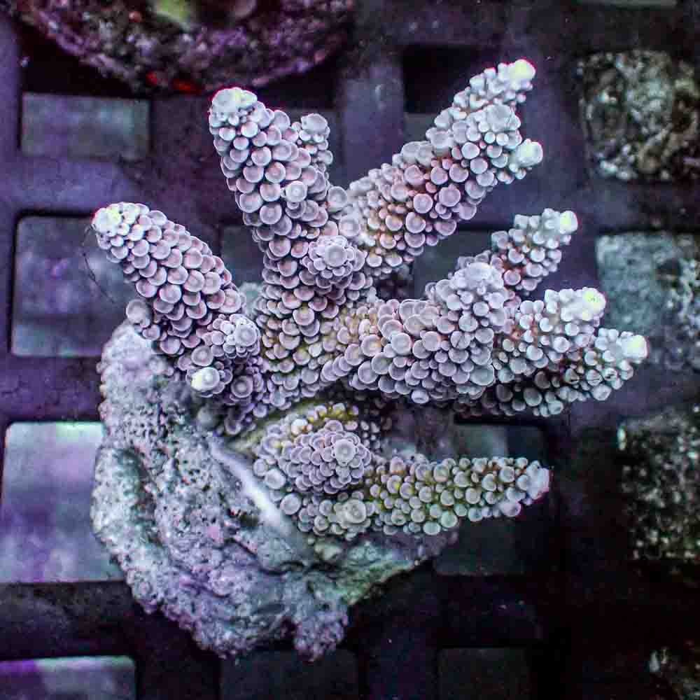 Red Acropora Donei (M)