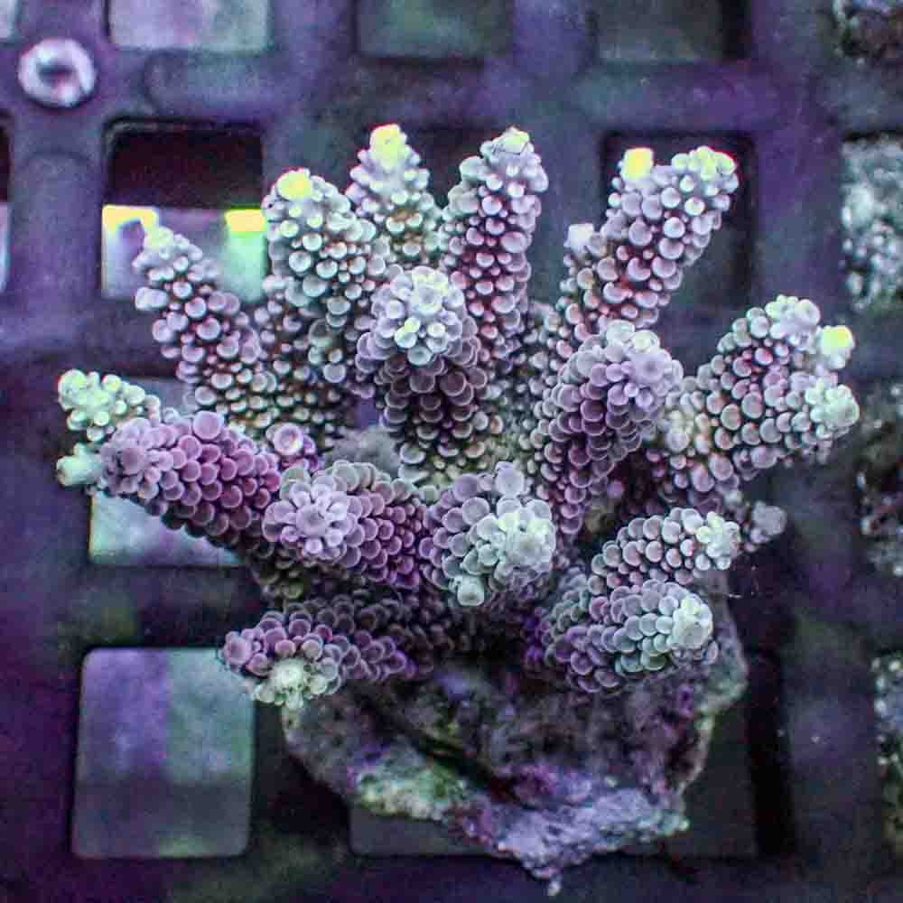 Red Acropora Donei (M)