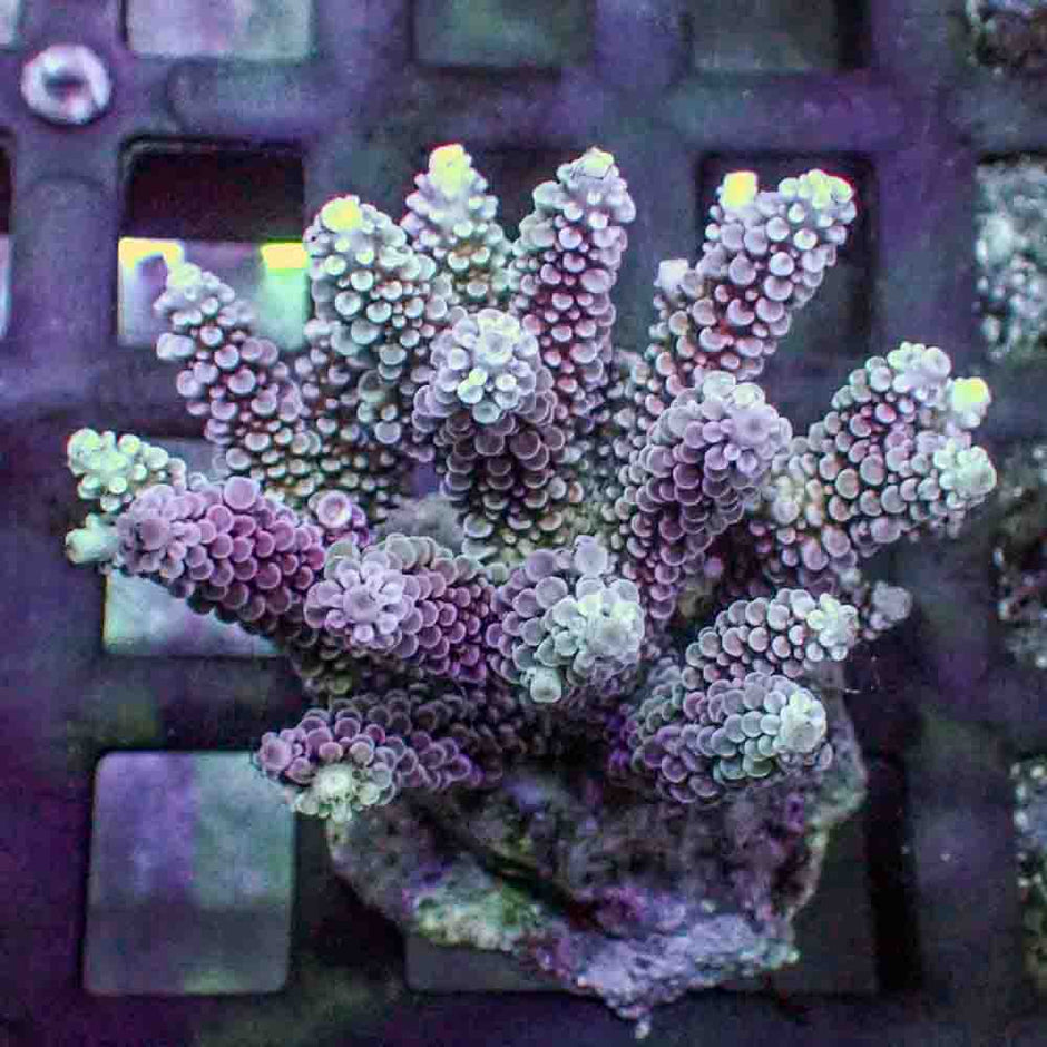 Red Acropora Donei (M)