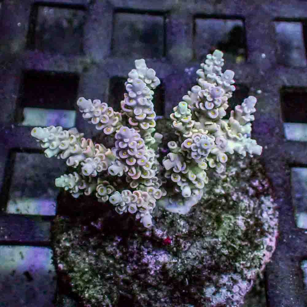 Acropora Tenuis (M)