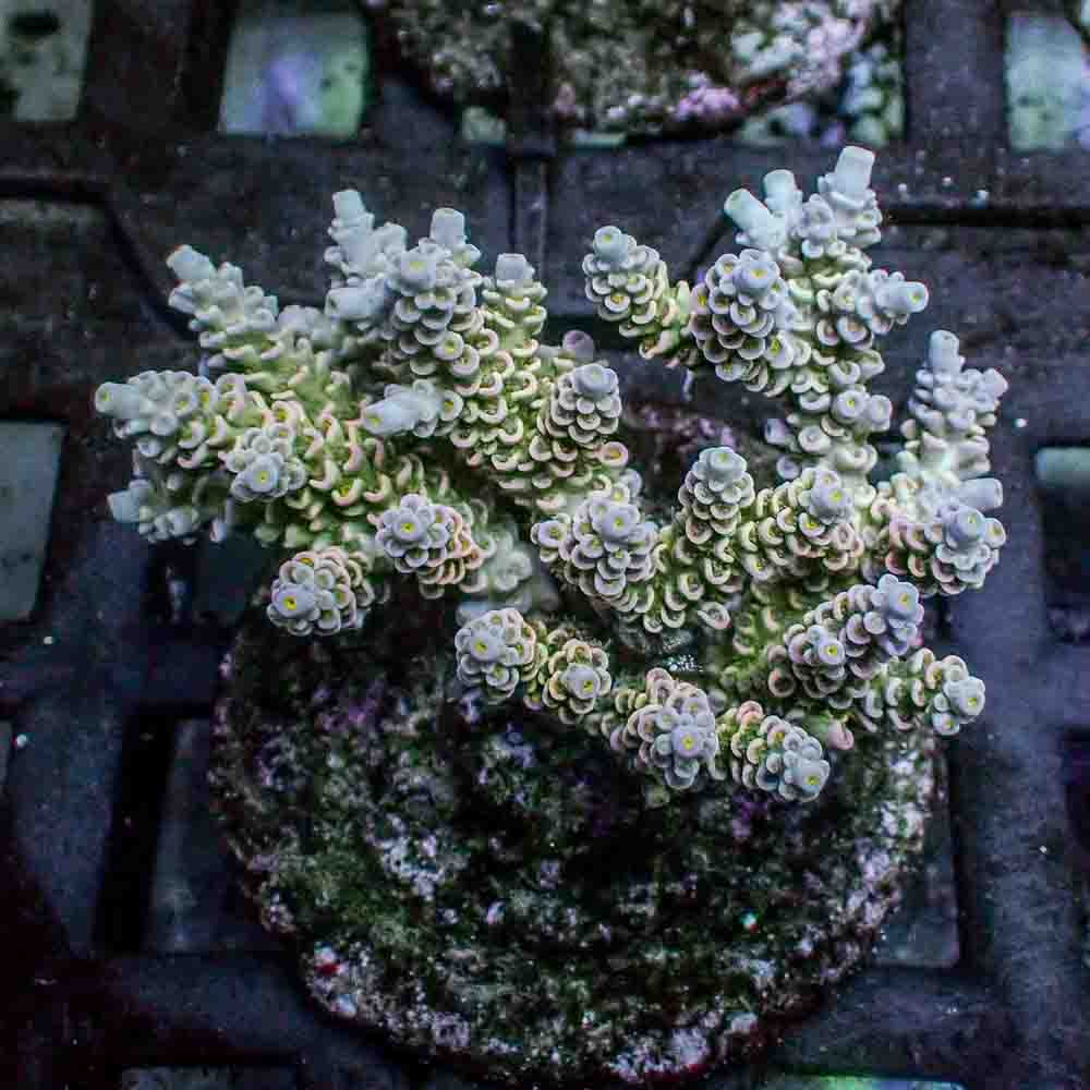 Acropora Tenuis (M)