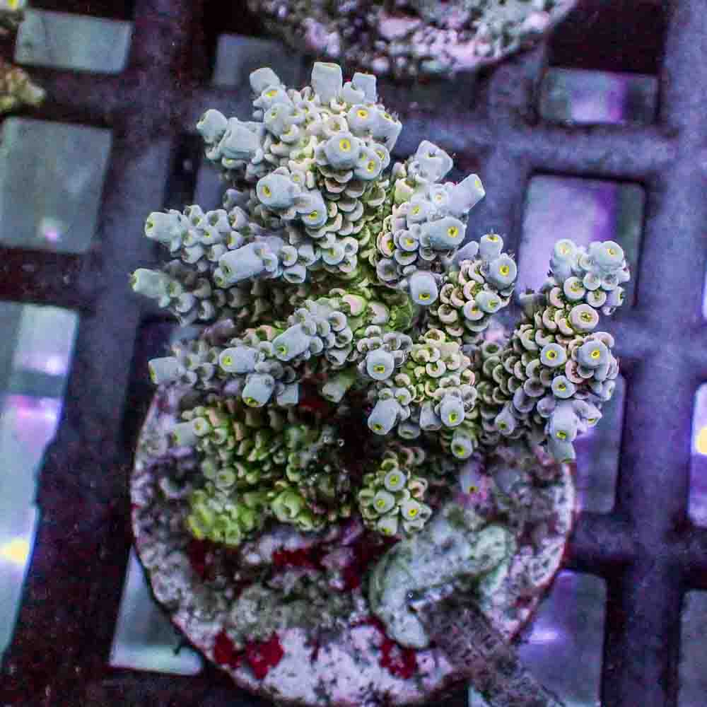 Acropora Tenuis (M)