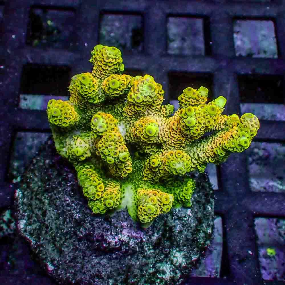 Sunset Yellow Acropora Millepora (M)