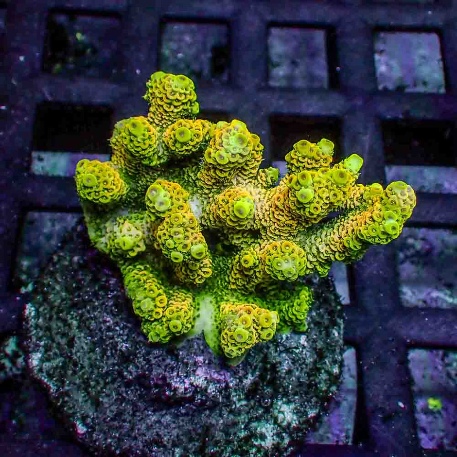 Sunset Yellow Acropora Millepora (M)