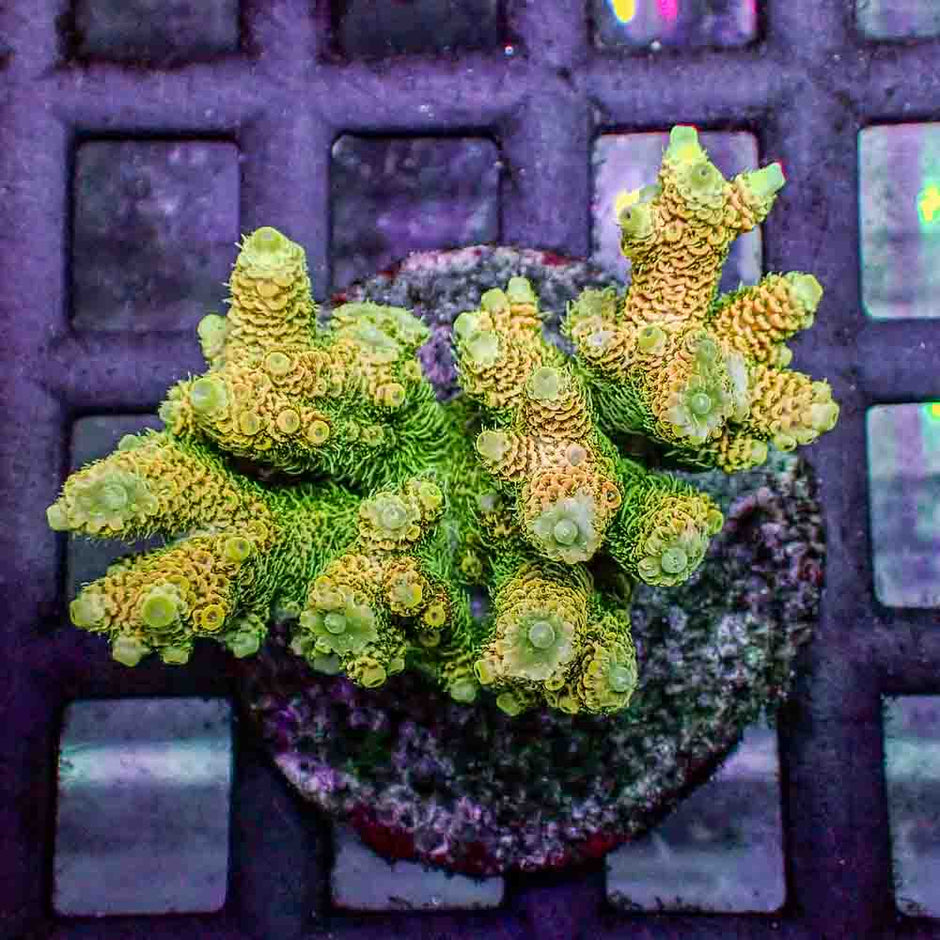 Sunset Yellow Acropora Millepora (M)