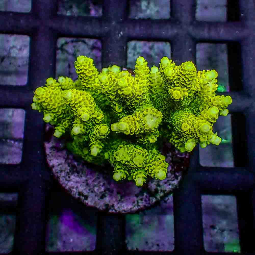 Green Acropora Millepora (M)