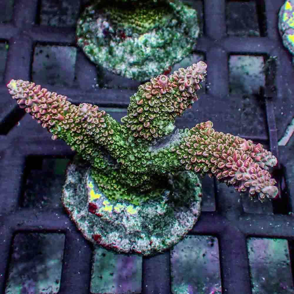Acropora Robusta (M)