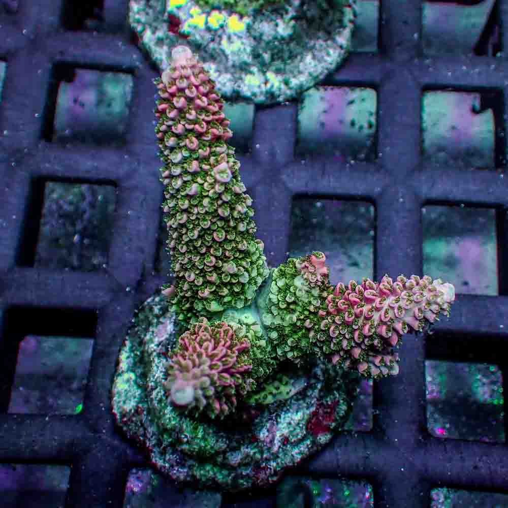 Acropora Robusta (M)