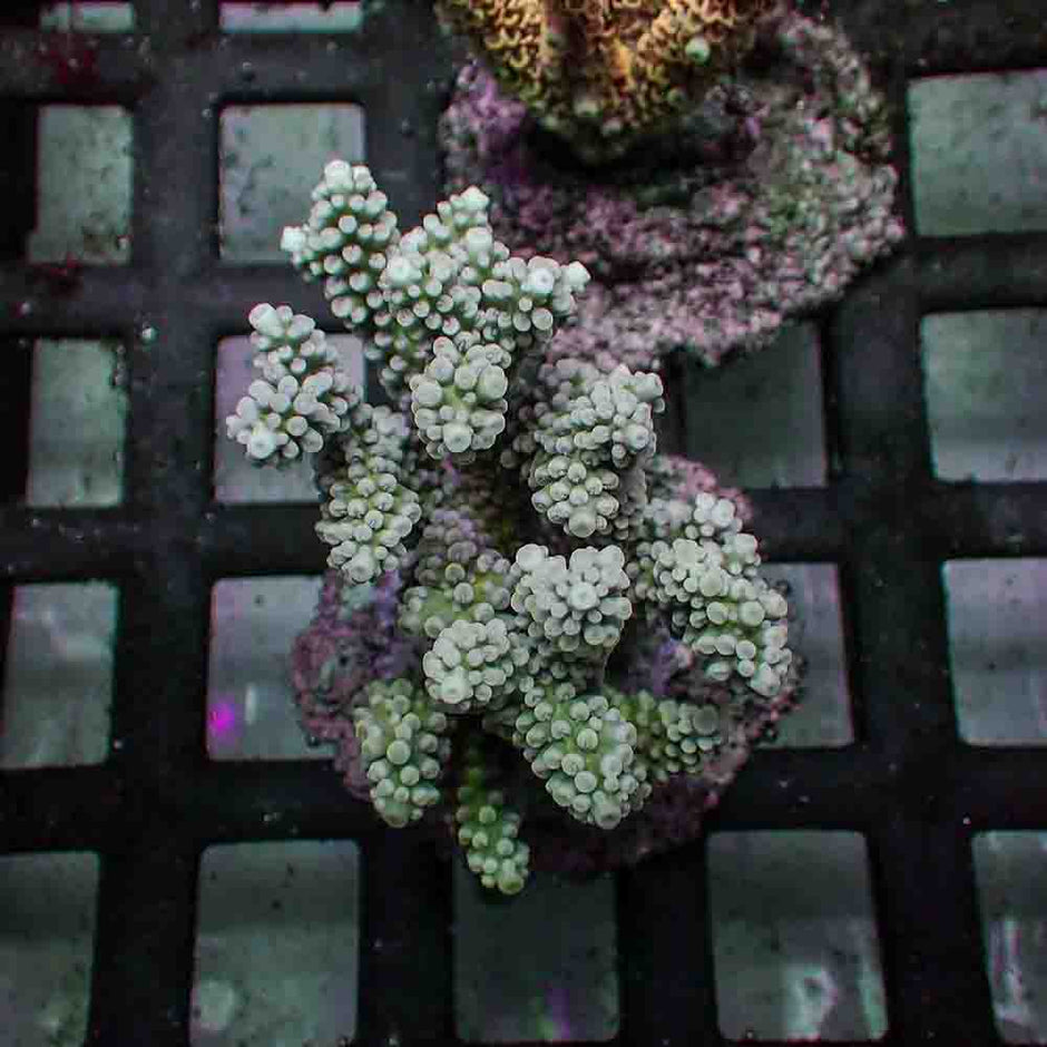 Acropora Nasuta (M)