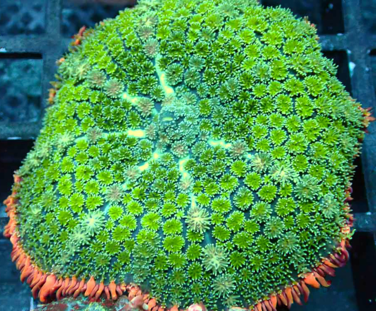 4.5" Epic Frankenstein Bounce Mushroom