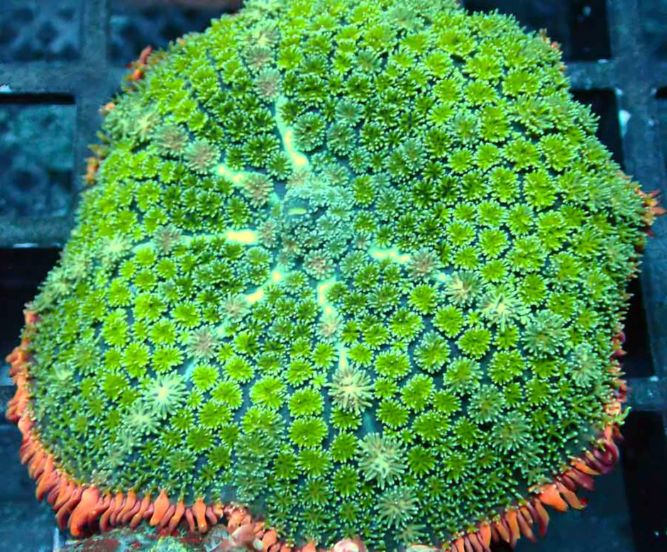 4.5" Epic Frankenstein Bounce Mushroom