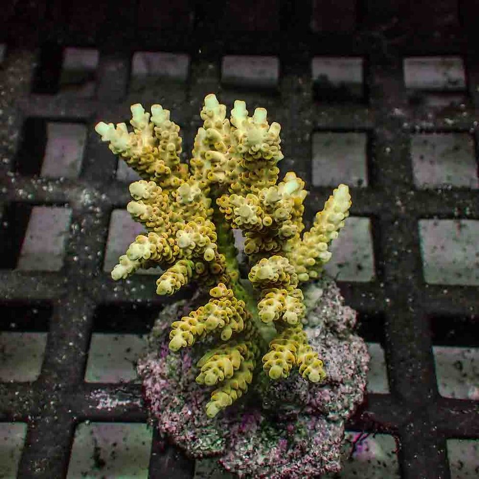 Acropora Microclados (M)