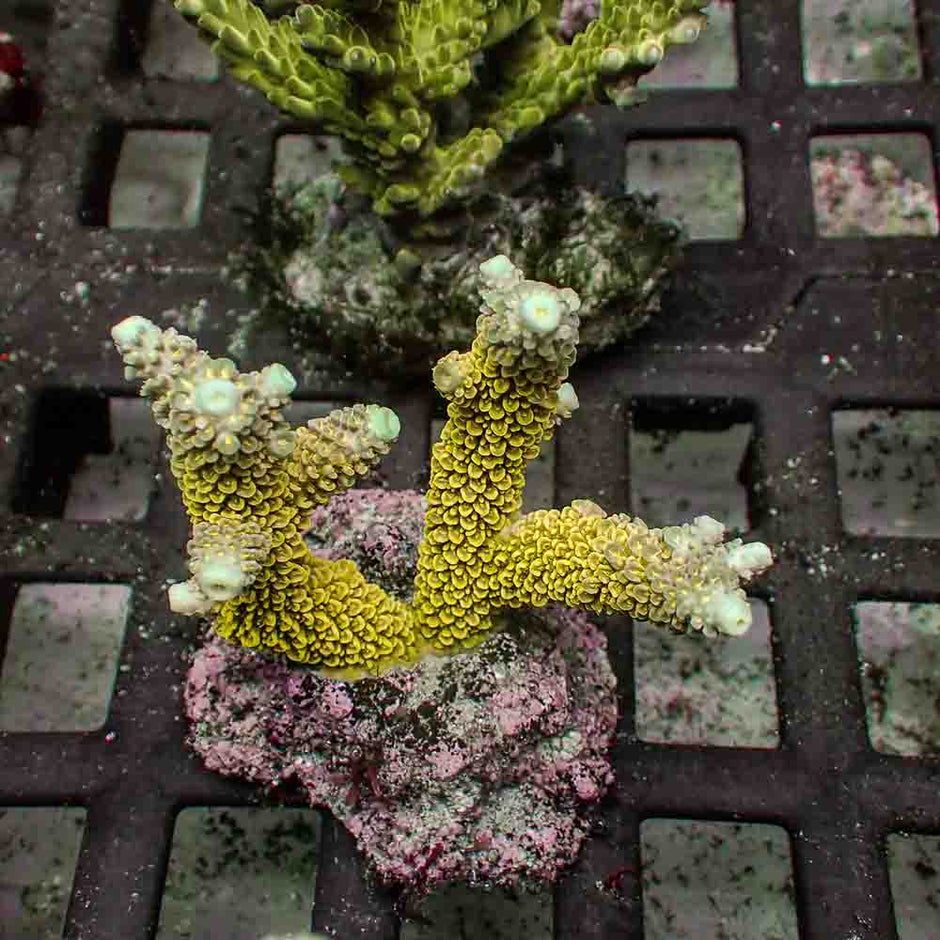 Staghorn Acropora Abrolhosensis (M)