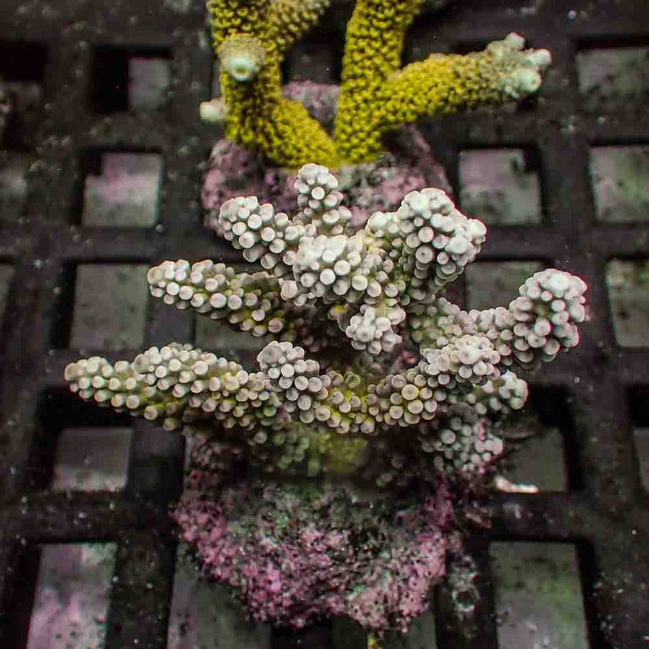Acropora Nasuta (M)