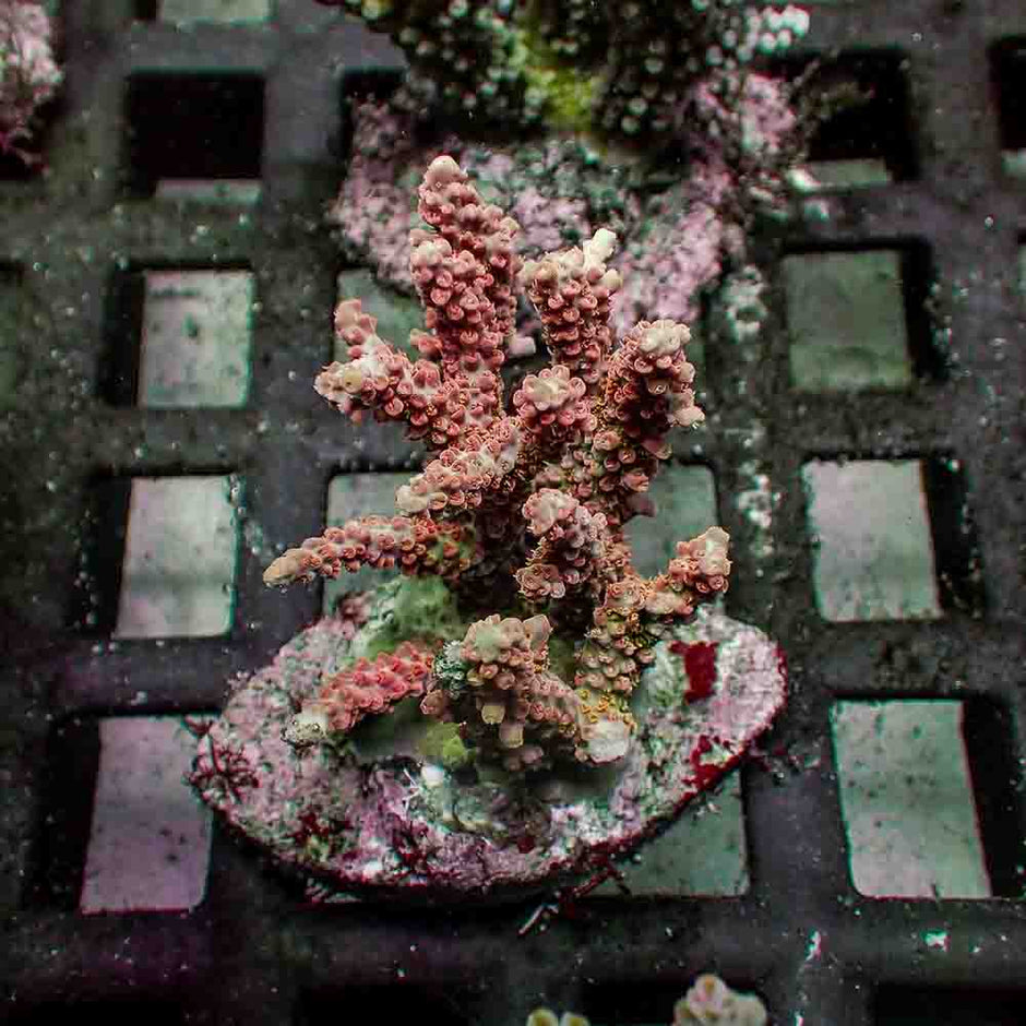 Acropora Desalwii (M)