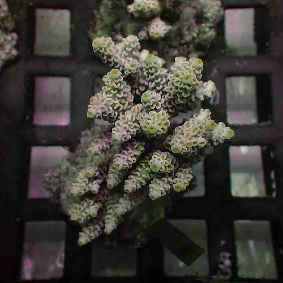 Acropora Tenuis (M)