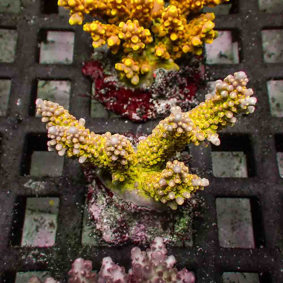 Acropora Divaricata (M)