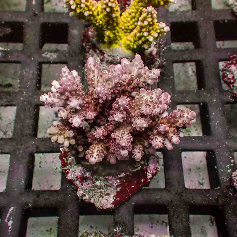 Acropora Rosaria Red (M)