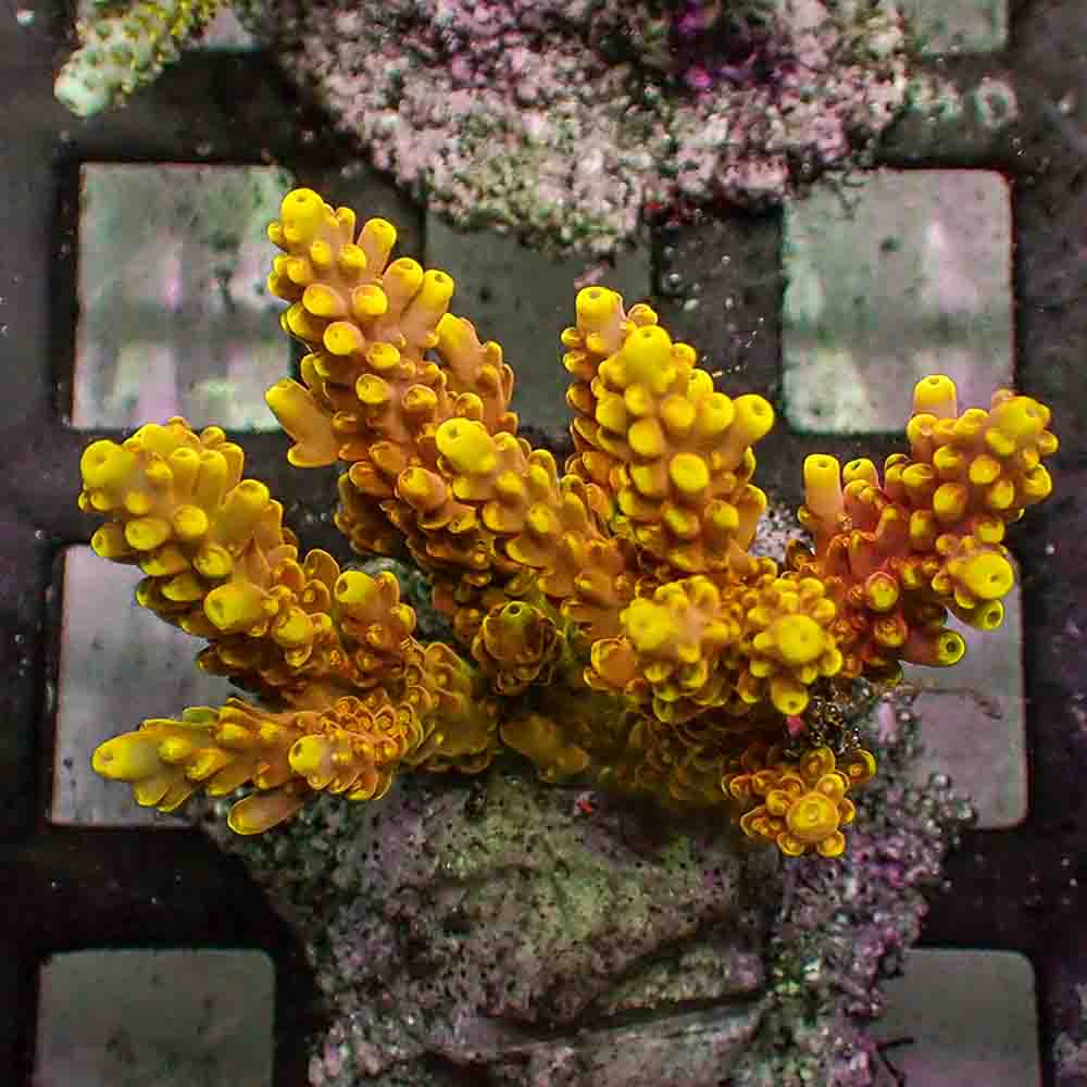 Golden Jawdropper Acropora Rosaria (M)