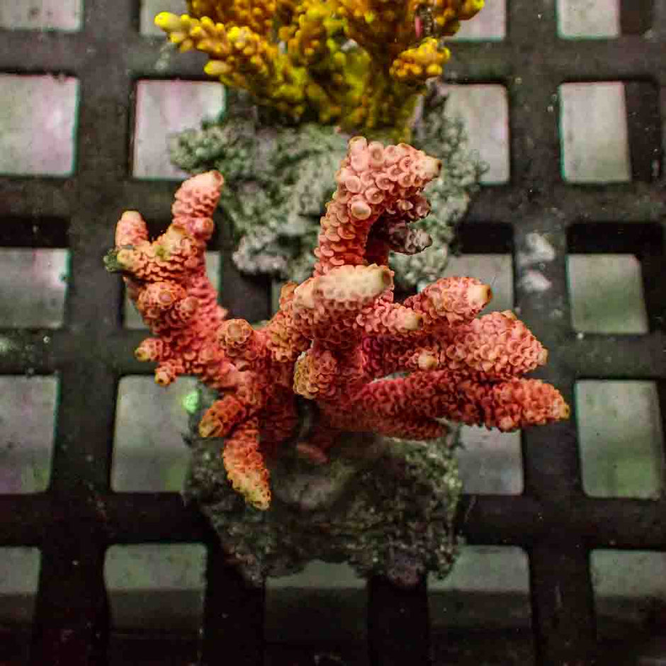 Pink Acropora Millepora (M)