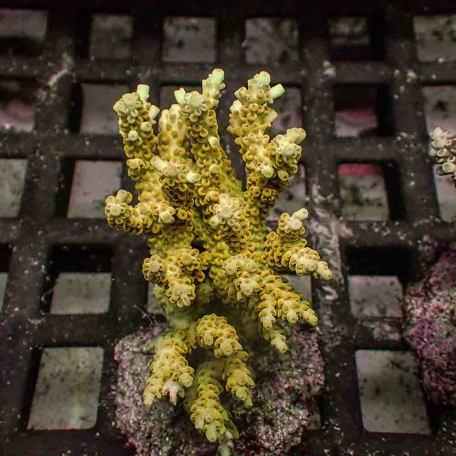 Acropora Microclados (M)