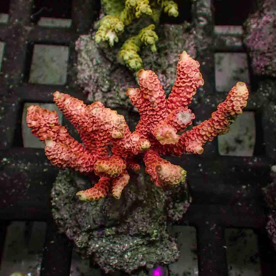 Pink Acropora Millepora (M)