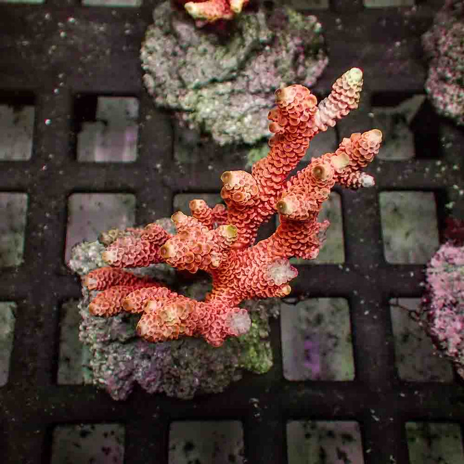 Pink Acropora Millepora (M)