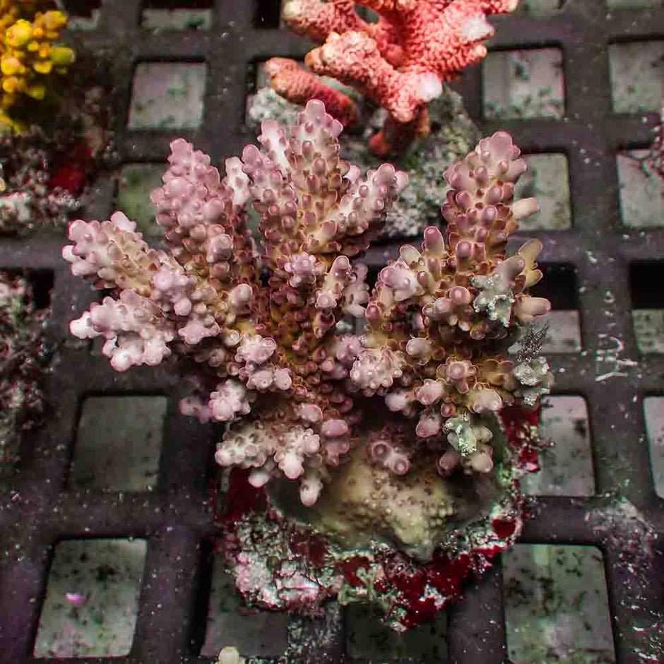 Acropora Rosaria Red (M)