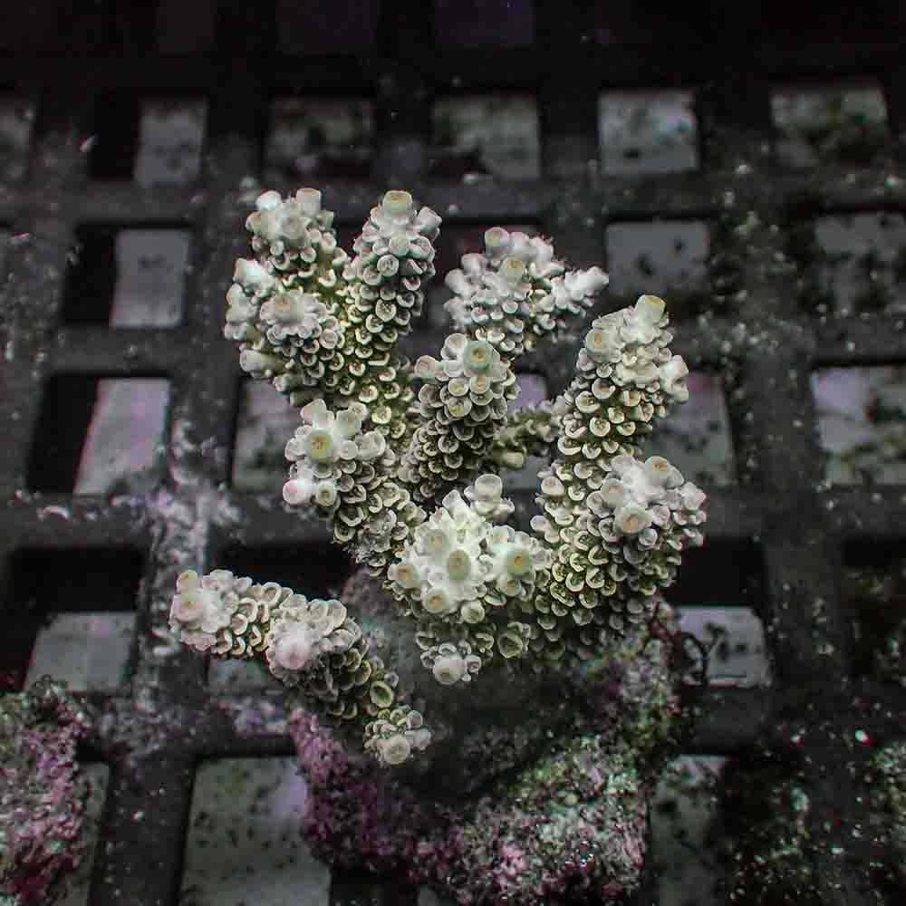 Acropora Tenuis (M)