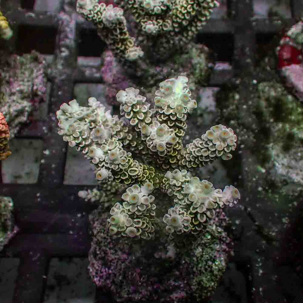 Acropora Tenuis (M)