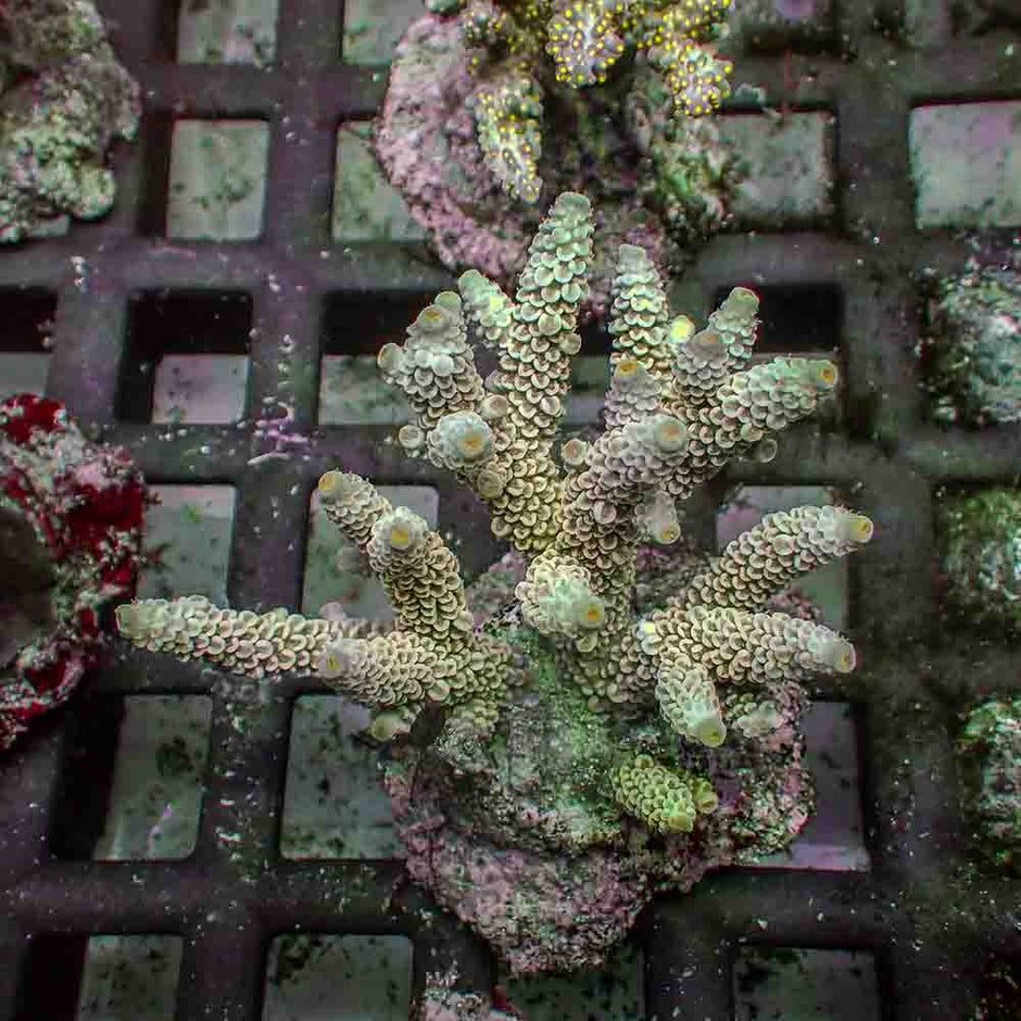 Acropora Tenuis (M)