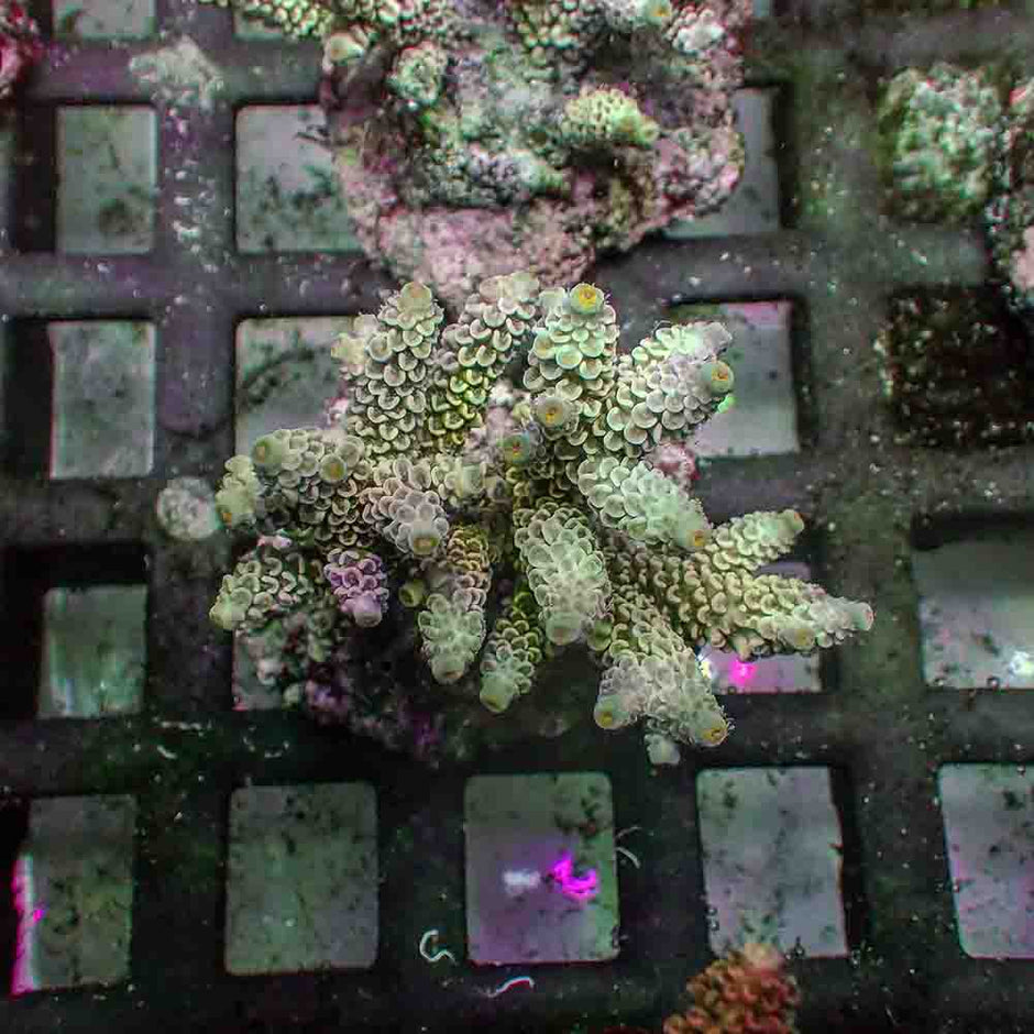 Acropora Tenuis (M)