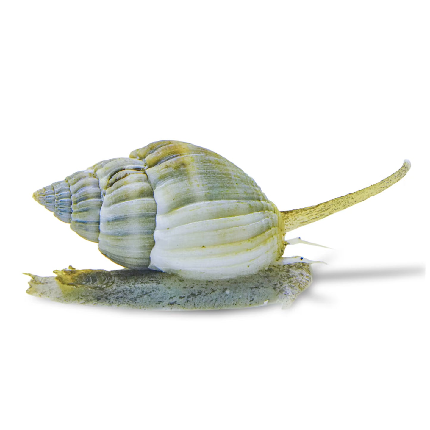 10 Pack Nassarius Snails