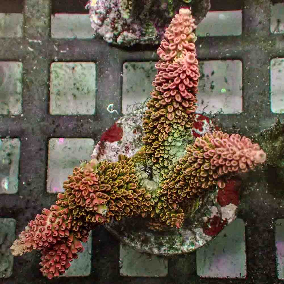 Acropora Robusta (M)