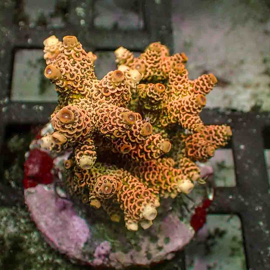 Sunset Yellow Acropora Millepora (M)
