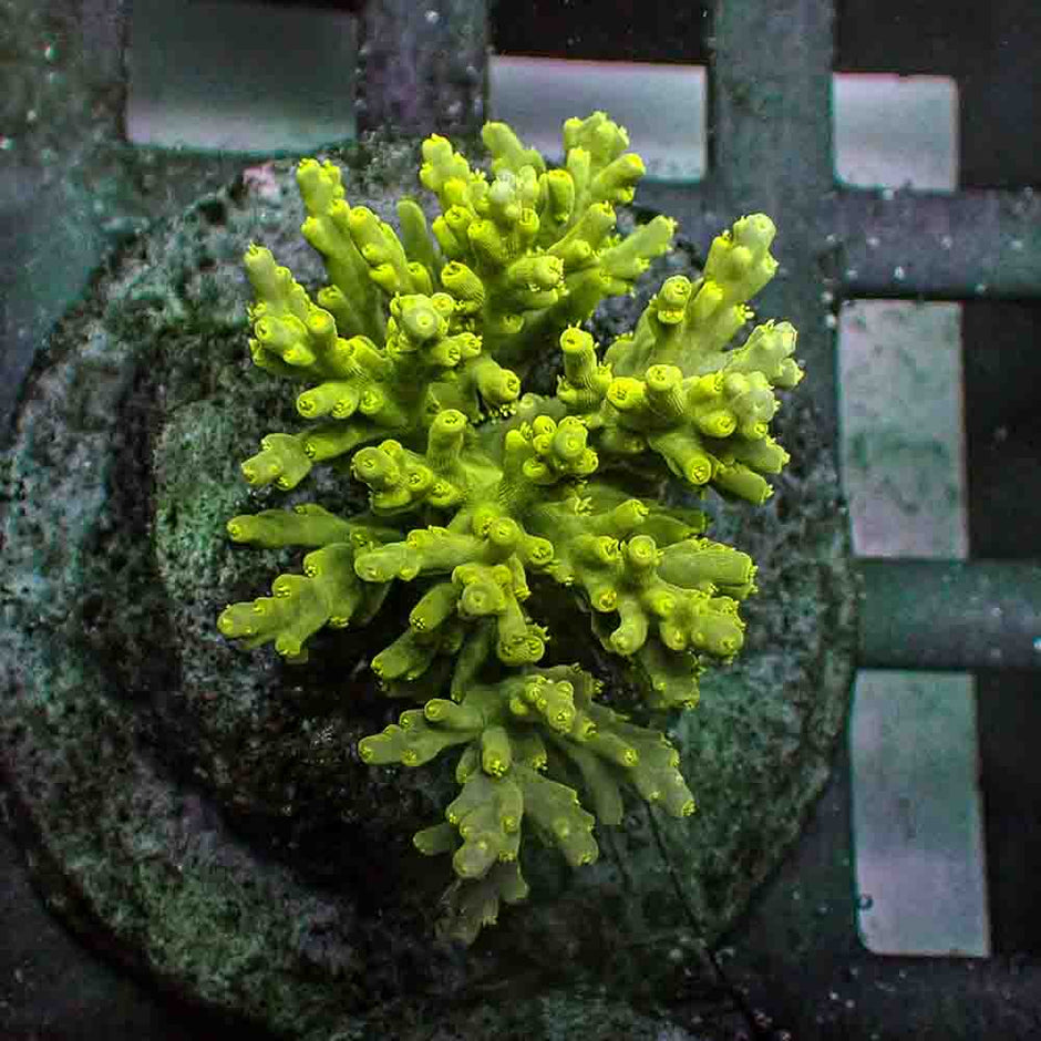 Acropora Speciosa (M)