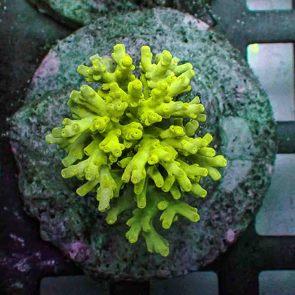 Acropora Speciosa (M)