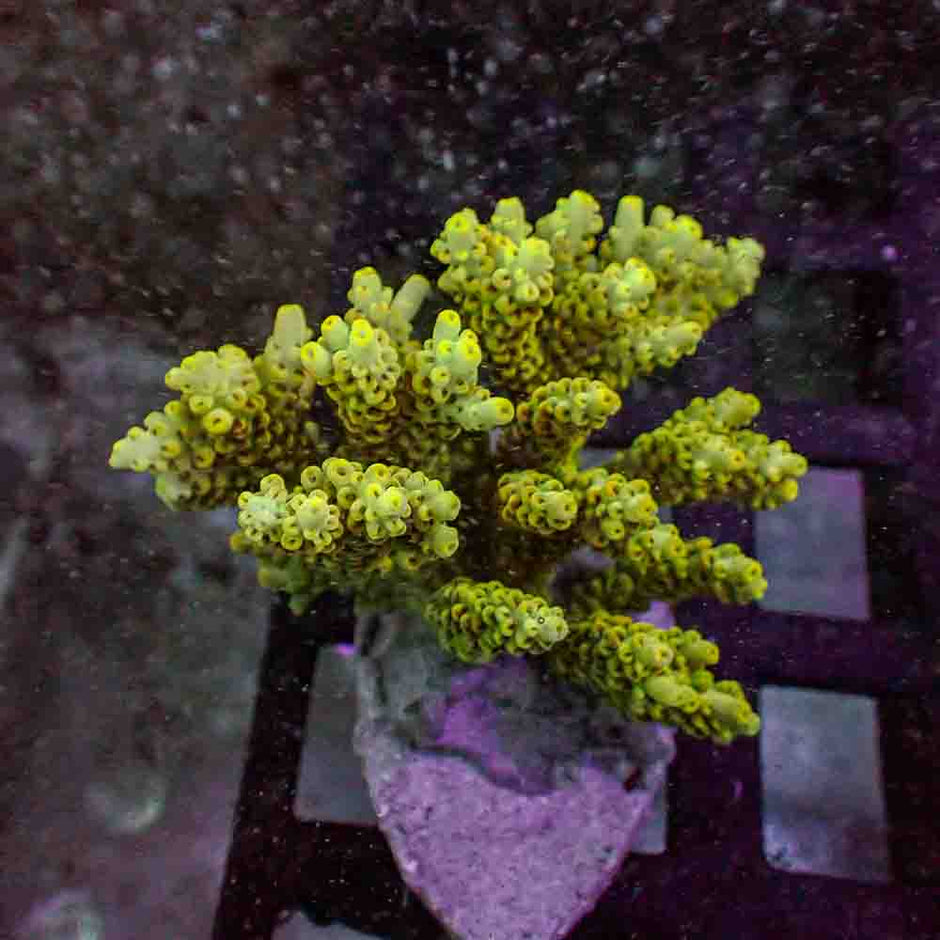 Acropora Microclados (M)