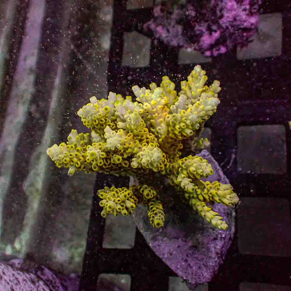 Acropora Microclados (M)