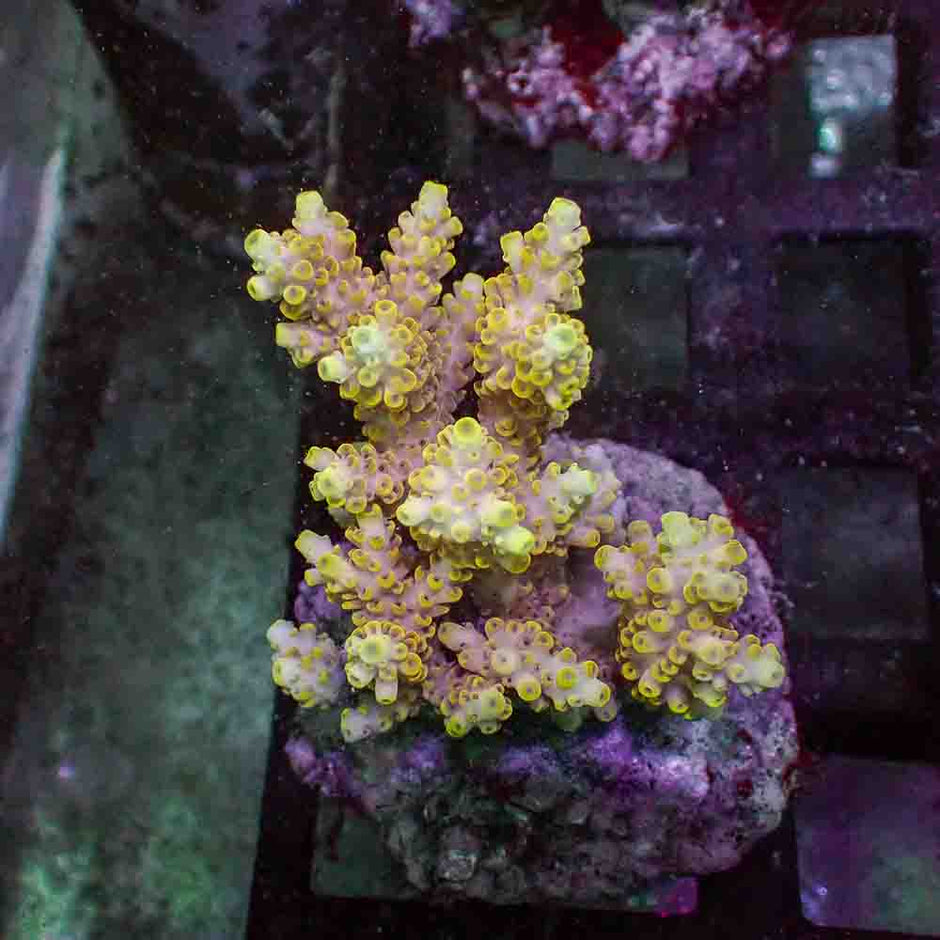 Acropora Microclados (M)