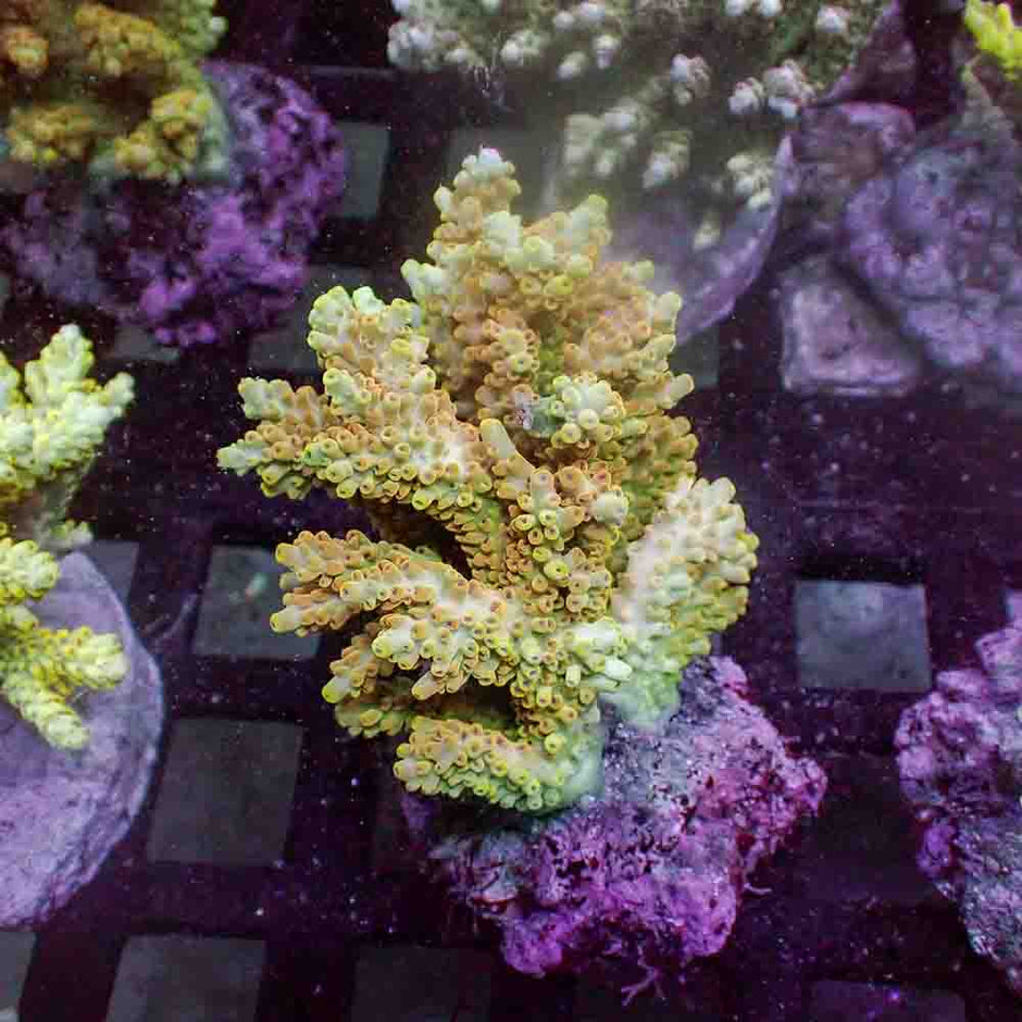 Acropora Microclados (M)