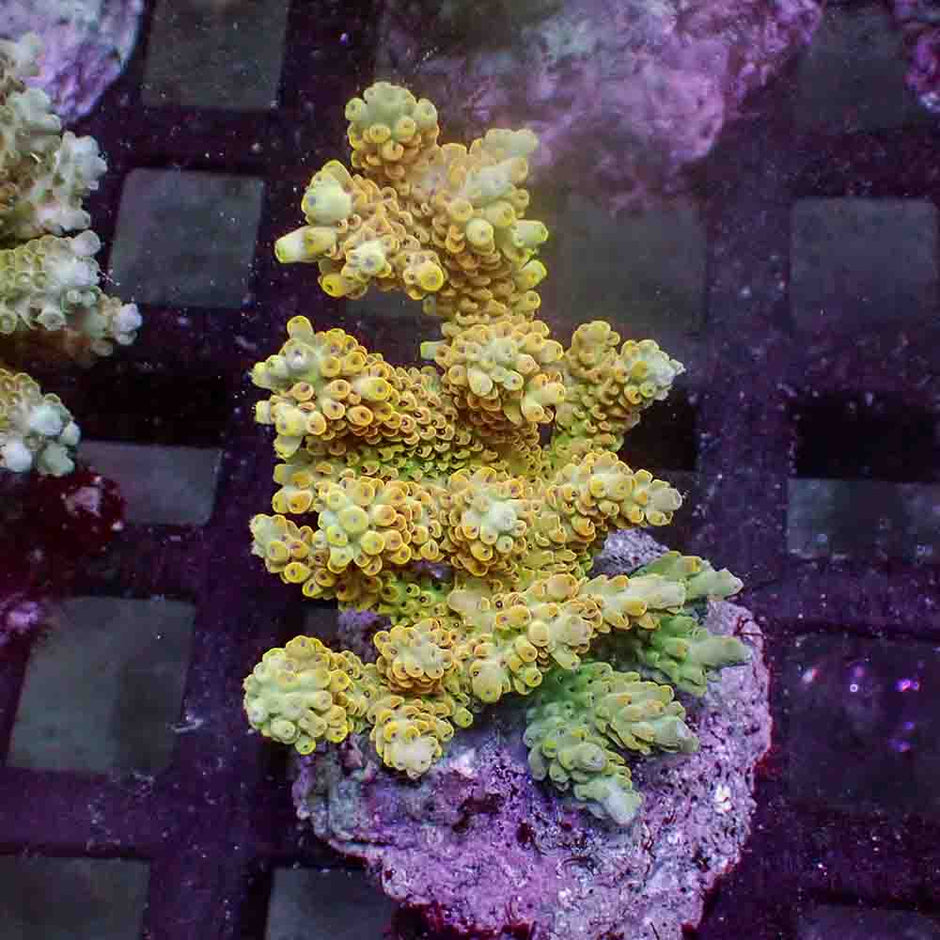 Acropora Microclados (M)
