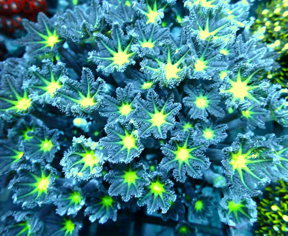 Plutonium Core Cloves Colony