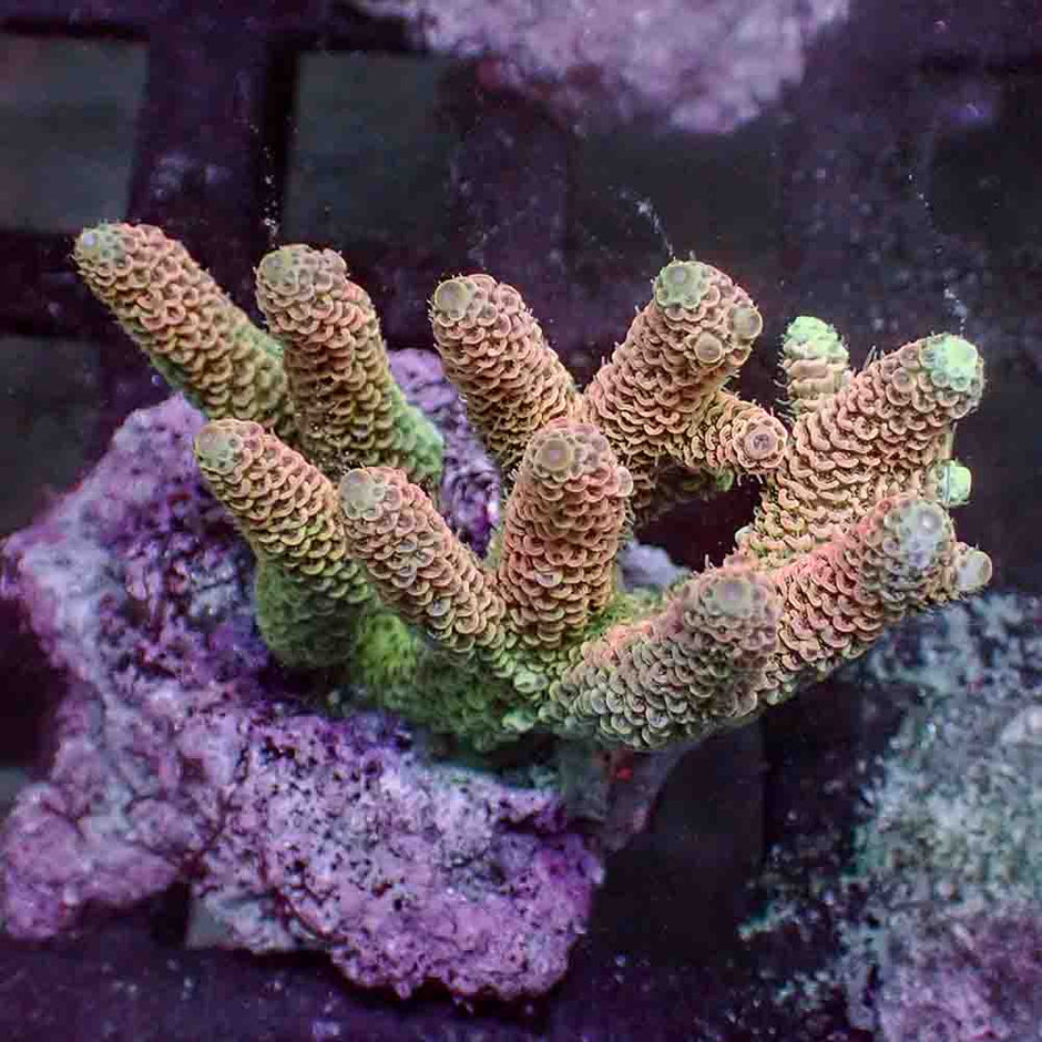 Sunset Yellow Acropora Millepora (M)
