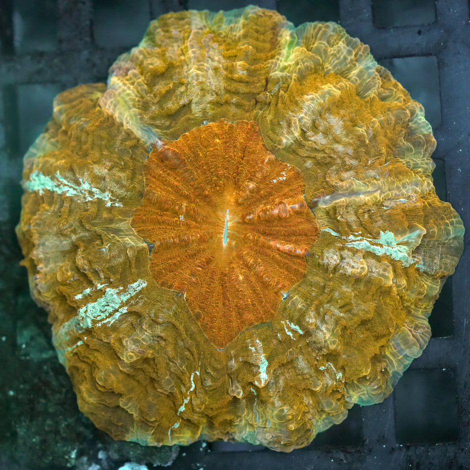 Golden Hen Acanthophyllia