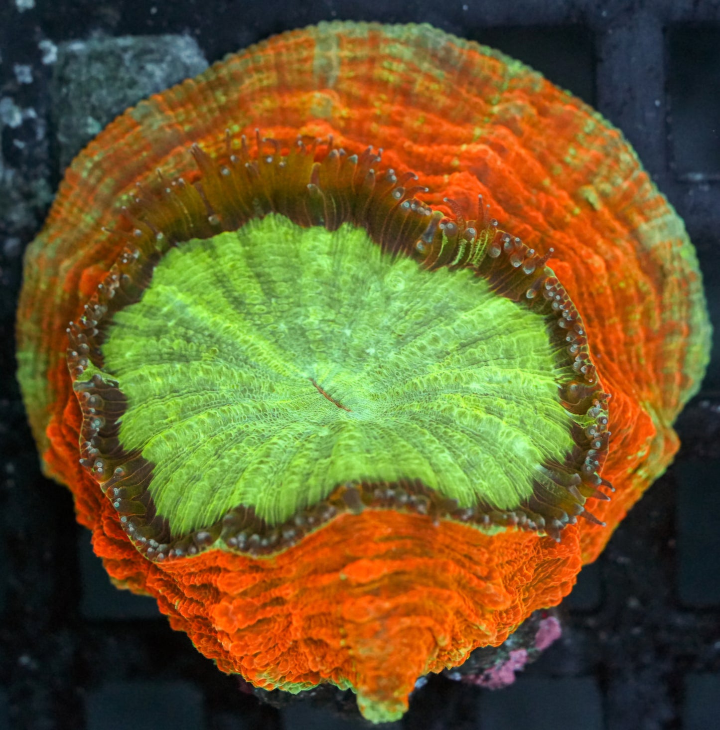 Radioactive Rainbow Acanthophyllia