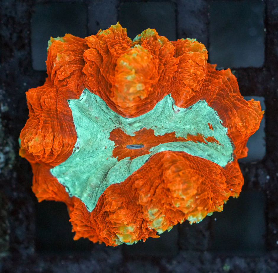 Omnicron Rainbow Acanthophyllia