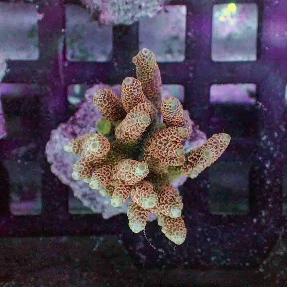 Orange Acropora Millepora (M)