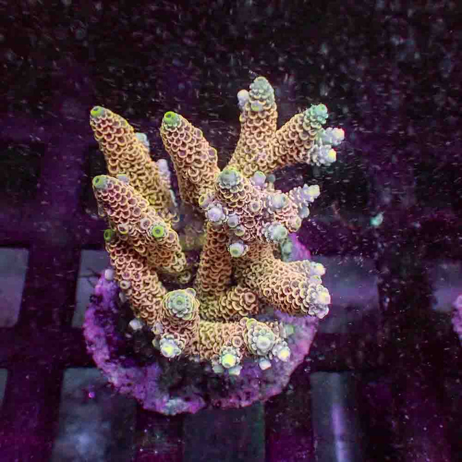 Orange Acropora Millepora (M)
